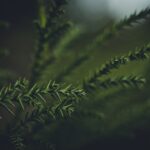 Photo Evergreen titles