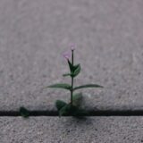 Photo resilience