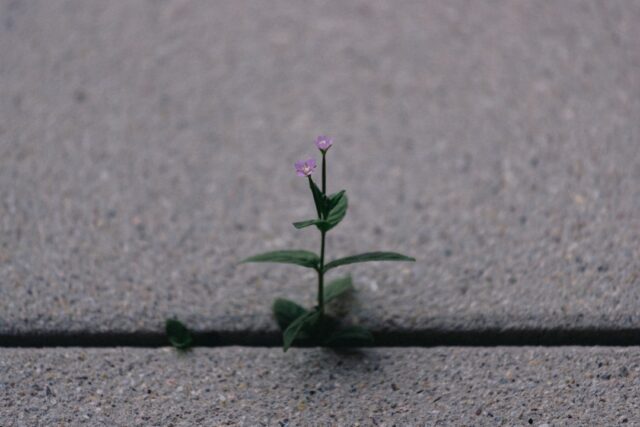 Photo resilience